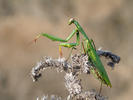 Kudlanka nábožná (Mantis religiosa)