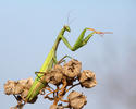 Kudlanka nábožná (Mantis religiosa)