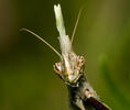 Kudlanka vyzáblá (Empusa pennata)