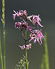 Kukučka lúčna (Lychnis flos-cuculi)