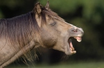 Kůň domácí (Equus caballus)