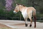 Kůň Převalského (Equus przewalskii)