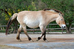 Kůň Převalského (Equus przewalskii)