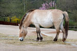 Kůň Převalského (Equus przewalskii)