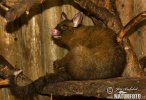 Kusu liščí (Trichosurus vulpecula)