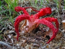 Květnatec Archerův (Clathrus archeri)