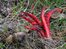 Květnatec Archerův (Clathrus archeri)