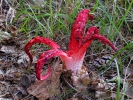 Květnatec Archerův (Clathrus archeri)