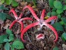 Květnatec Archerův (Clathrus archeri)