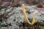 Kyjanka hlínová (Clavaria argillacea)