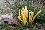 Kyjanka hlínová (Clavaria argillacea)