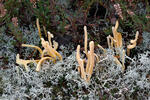 Kyjanka hlínová (Clavaria argillacea)