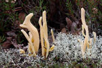 Kyjanka hlínová (Clavaria argillacea)