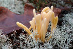 Kyjanka hlínová (Clavaria argillacea)