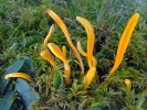 Kyjovečka hnědavá (Clavulinopsis helvola)