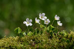 Kyslička obyčajná (Oxalis acetosella)