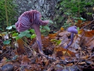 Lakovka ametystová (Laccaria amethystina)