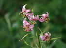 Ľalia zlatohlavá (Lilium martagon)