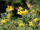 Lastovičník väčší (Chelidonium majus)