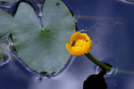Leknica (Nuphar x spenneriana)