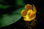 Leknica (Nuphar x spenneriana)