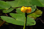 Leknica (Nuphar x spenneriana)