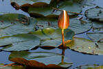 Leknín bělostný (Nymphaea candida)