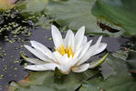 Leknín bílý (Nymphaea alba)