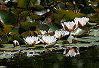 Leknín bílý (Nymphaea alba)