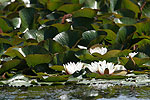 Lekno biele (Nymphaea alba)