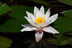 Lekno jasnobiele (Nymphaea candida)