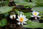 Lekno jasnobiele (Nymphaea candida)