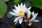 Lekno jasnobiele (Nymphaea candida)