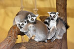 Lemur kata