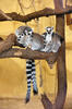 Lemur kata