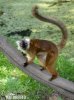 Lemur rudočelý
