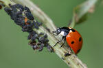 Lienka sedembodková (Coccinella septempunctata)