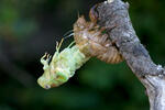 Líhnutí cikády (Tibicina haematodes)