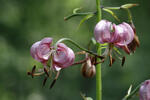 Lilie zlatohlavá (Lilium martagon)