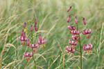 Lilie zlatohlavá (Lilium martagon)