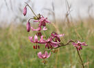 Lilie zlatohlavá (Lilium martagon)