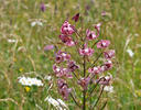 Lilie zlatohlavá (Lilium martagon)