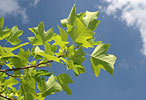 Liliovník tulipánokvětý (Liriodendron tulipifera)