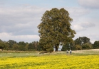 Lípa malolistá (srdčitá) (Tilia cordata)