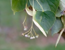 Lípa malolistá (srdčitá) (Tilia cordata)