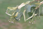 Lípa malolistá (srdčitá) (Tilia cordata)