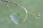 Lípa malolistá (srdčitá) (Tilia cordata)