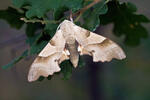 Lišaj dubový (Marumba quercus)