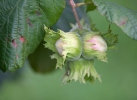 Líska obecná (Corylus avellana)