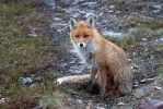 Liška obecná (Vulpes vulpes)